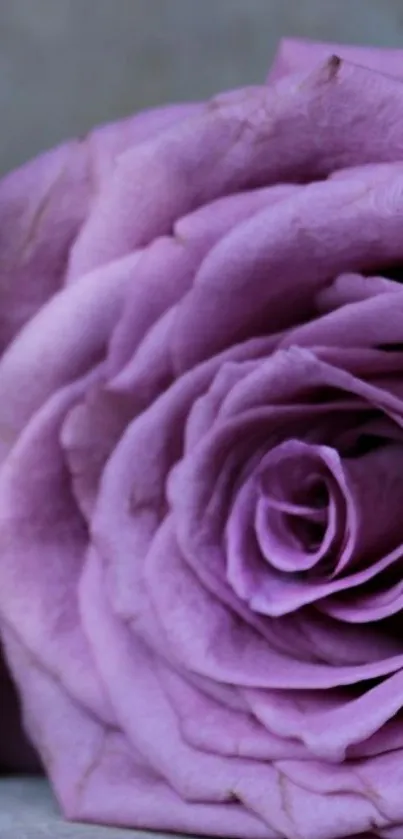 Elegant purple rose close-up phone wallpaper.