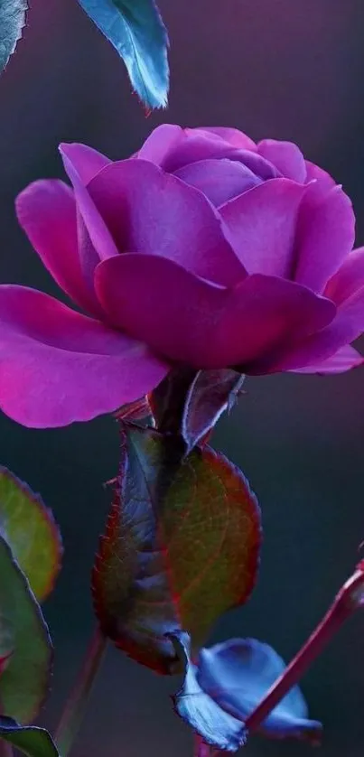 Elegant mobile wallpaper of a purple rose in bloom.