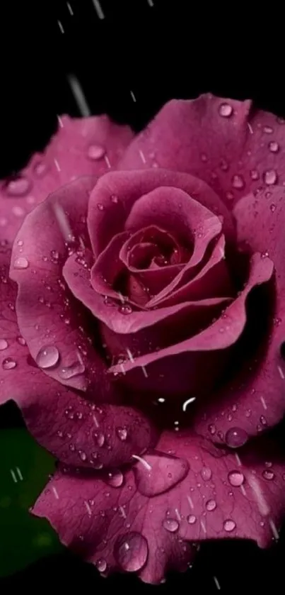 Purple rose with droplets on black background wallpaper.