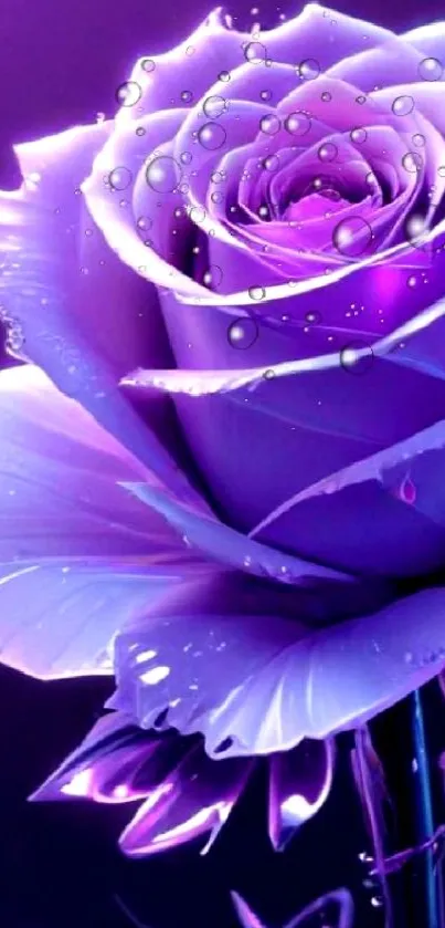 Purple rose with dewdrops, stunning digital art.