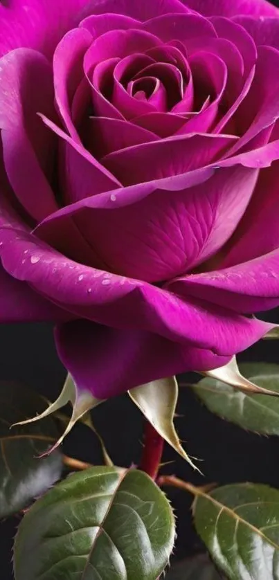 A vibrant purple rose with lush green leaves on a dark background.