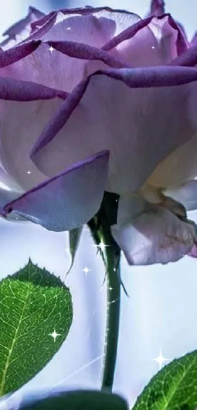 Close-up of a purple rose with leaves against a blurred background.