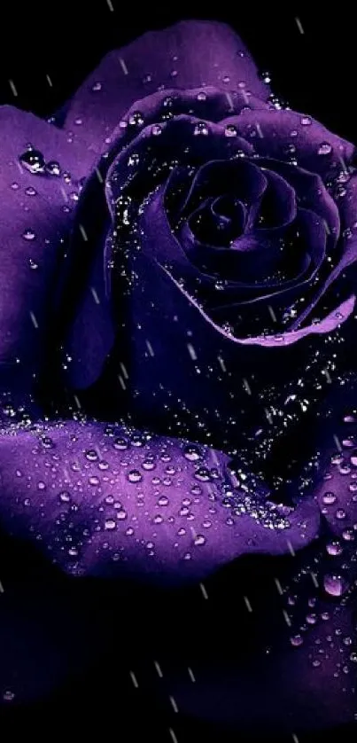 Purple rose with dewdrops on dark background smartphone wallpaper.