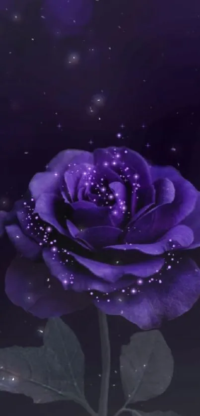 Dark purple rose with glowing particles on a black background.