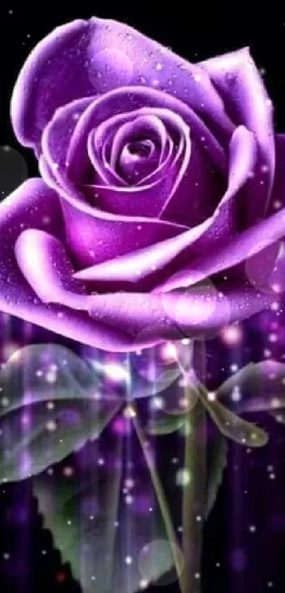 Vibrant purple rose against dark background with elegant details.