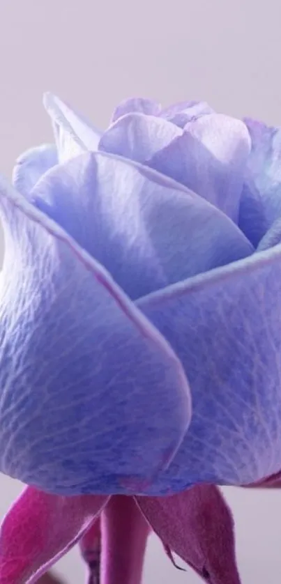 Elegant purple rose mobile wallpaper with soft hues.