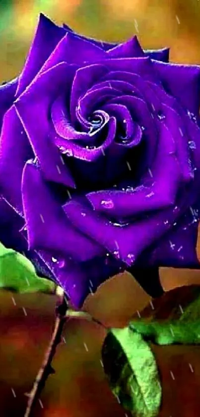 Purple rose with droplets on blurred background.