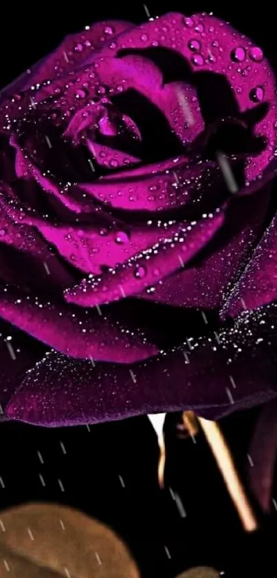 Purple rose with dew drops on dark background.