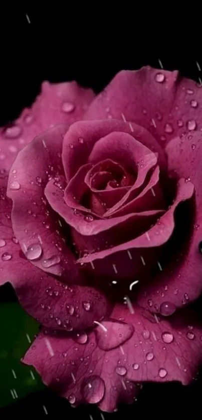 Elegant purple rose with water droplets on a black background.