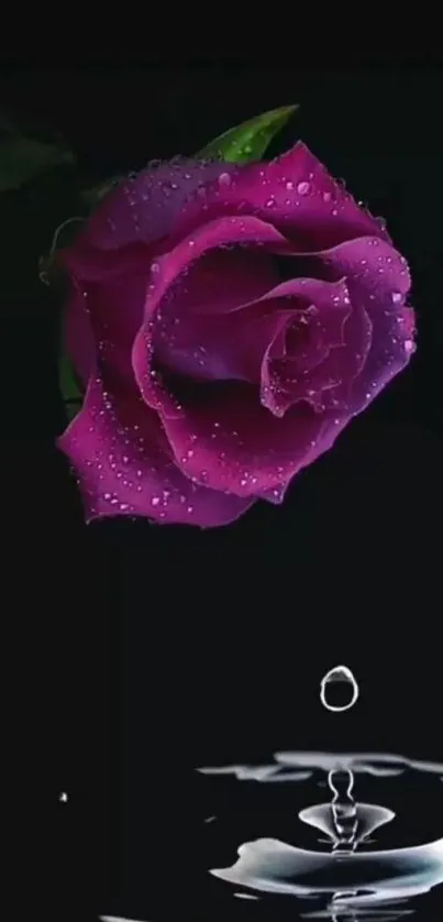 Purple rose with water droplets on a black background.