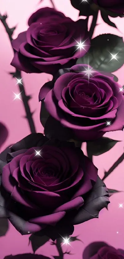 Purple roses with a pink backdrop for a serene wallpaper.