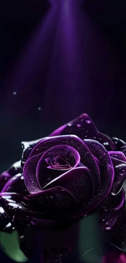 Elegant purple rose with dramatic lighting in a mobile wallpaper design.