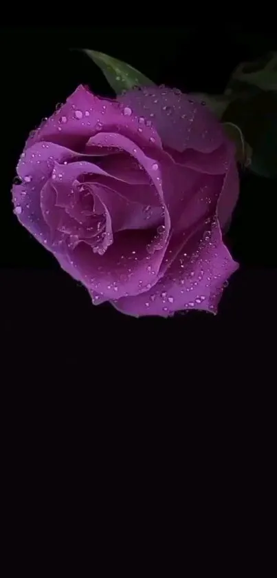 Dewy purple rose against a black background.