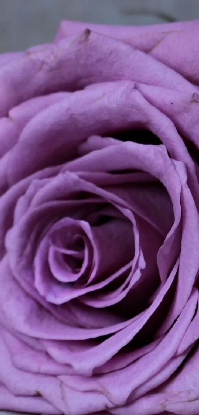 Close-up of an elegant purple rose showcasing soft pastel petals.