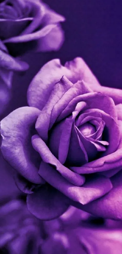 Close-up of a beautiful purple rose in full bloom, creating a serene mobile wallpaper.