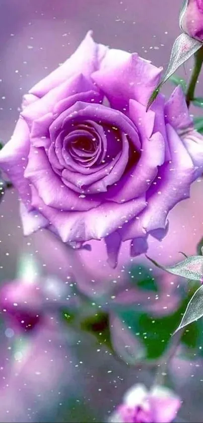 Elegant purple rose with floating dust on a blurred floral background.