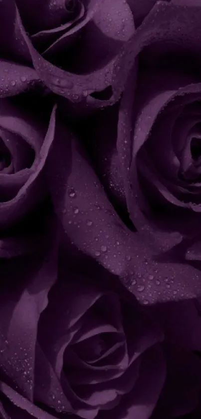 Close-up of deep purple roses with water droplets.