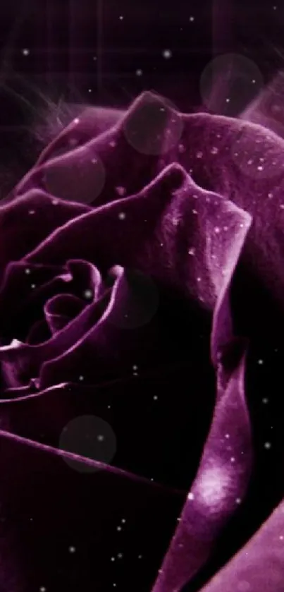 Close-up of a deep purple rose with elegant details.