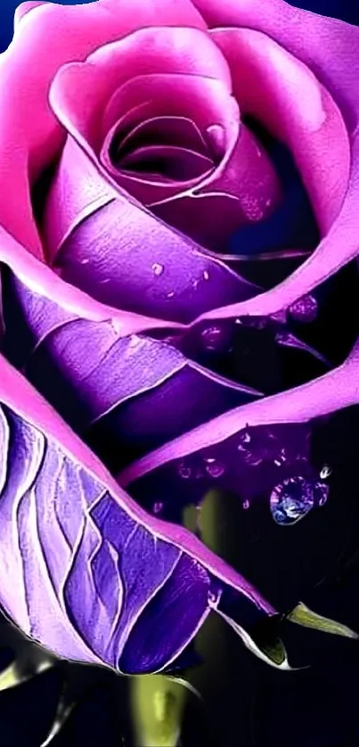 Close-up of a purple rose with dew droplets on petals.