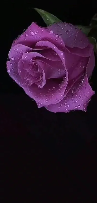 Purple rose with dewdrops on a dark background.