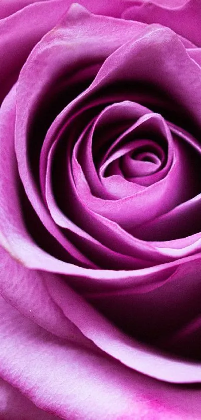 Close-up view of a purple rose with detailed petals for mobile wallpaper.