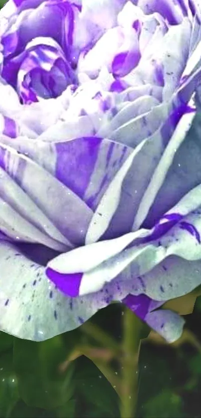 Elegant close-up of a purple rose showcasing its delicate petals.