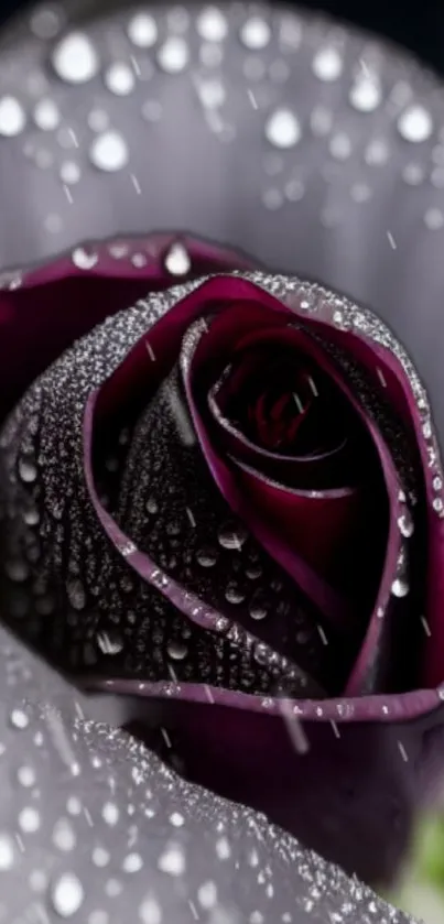 Elegant purple rose with dewdrops on petals, perfect for mobile wallpaper.