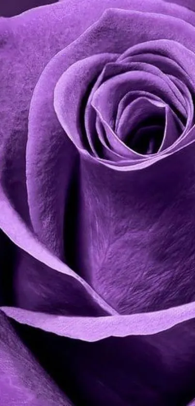 Elegant purple rose close-up mobile wallpaper.