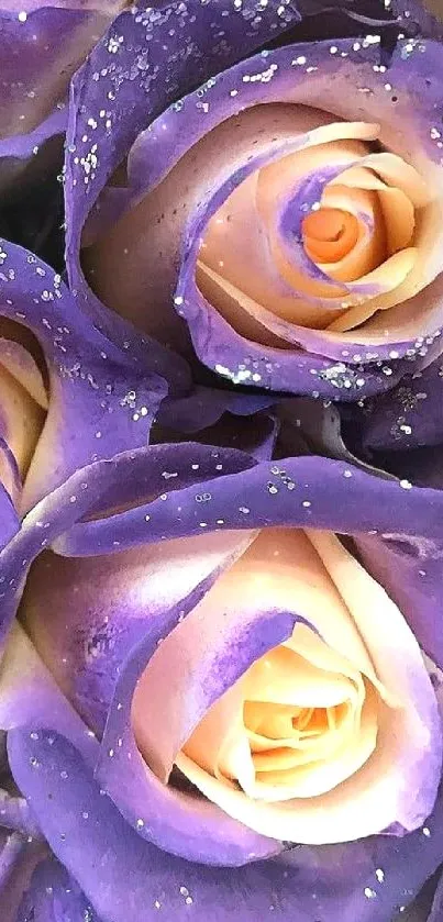 Close-up of elegant purple roses with detailed petals.