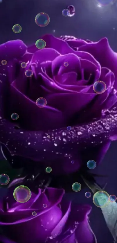 Close-up of elegant purple roses with dewdrops and ethereal light.