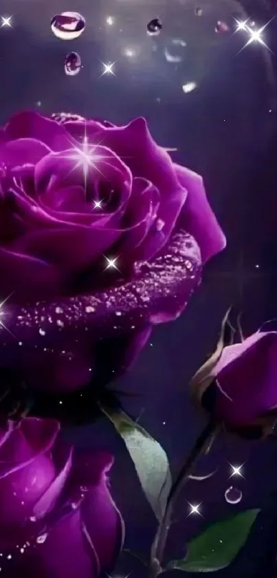 Elegant purple roses with water droplets on a dark background.