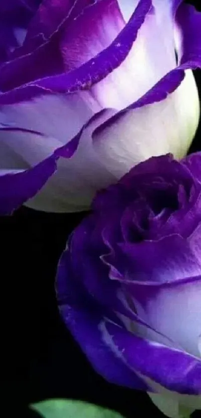 Elegant purple roses with a dark background.