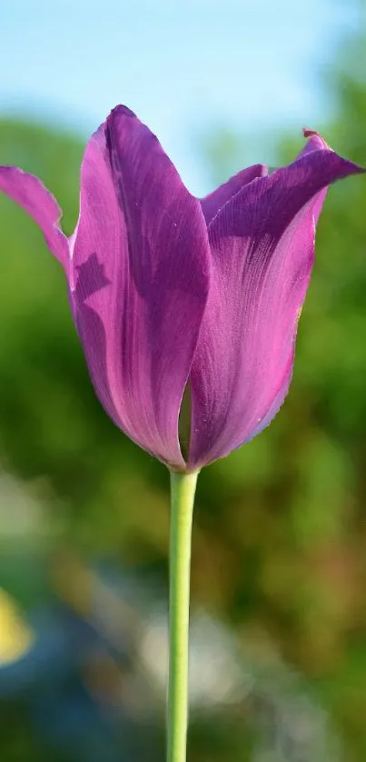 Purple tulip against a lush green scenery.