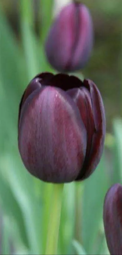 Elegant purple tulips in full bloom wallpaper.