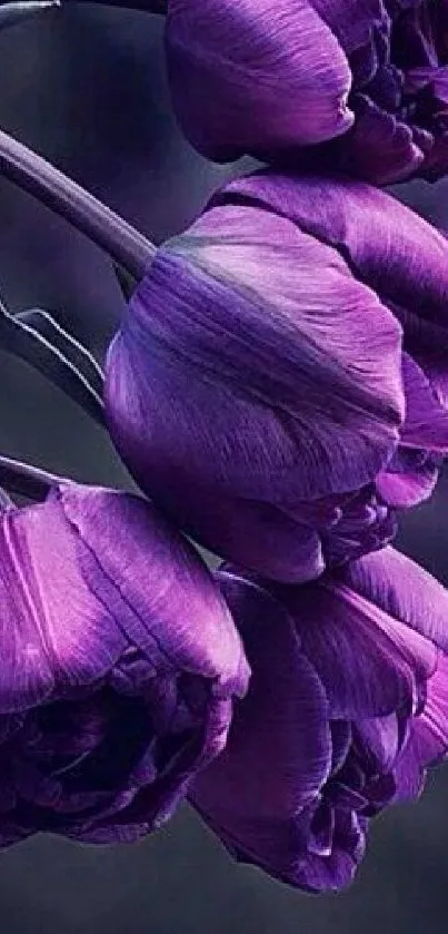 Elegant purple tulips in full bloom on a mobile wallpaper background.