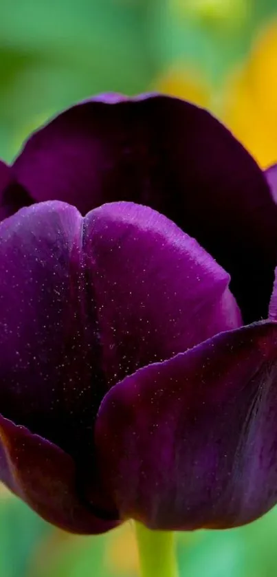 Purple tulip with vibrant green and yellow background.