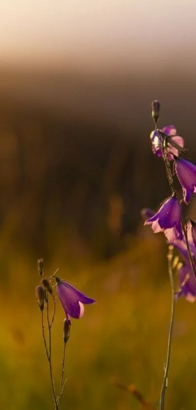 Purple wildflowers with golden sunset background.