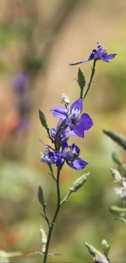 Purple wildflowers on a blurred natural background.