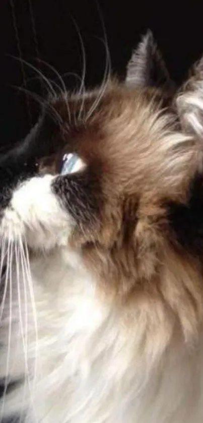 Elegant portrait of a Ragdoll cat with distinctive fur.