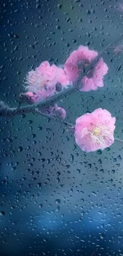 Raindrops on glass with pink blossoms on a blue background, creating a serene look.