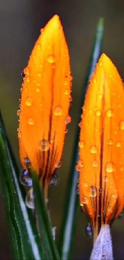 Orange flowers with raindrops on a dark green background.
