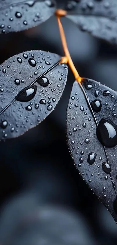 Close-up of dark leaves with water droplets.