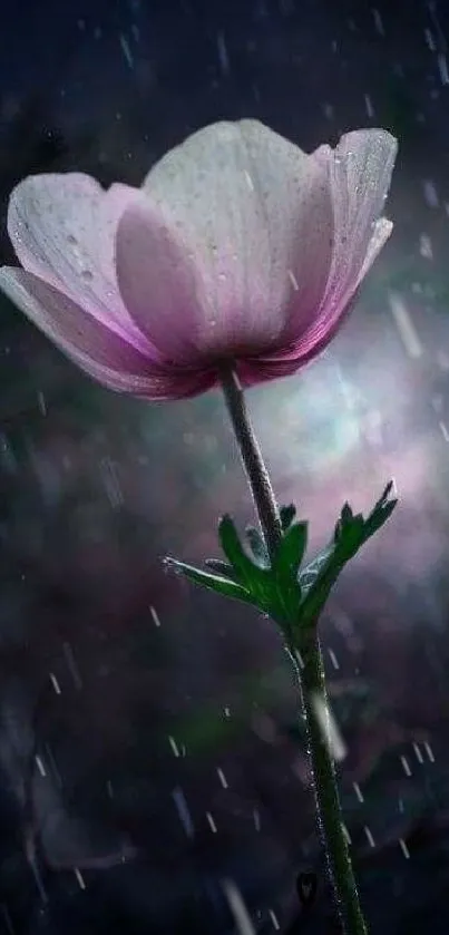 Pink flower in rain with dark blue background.