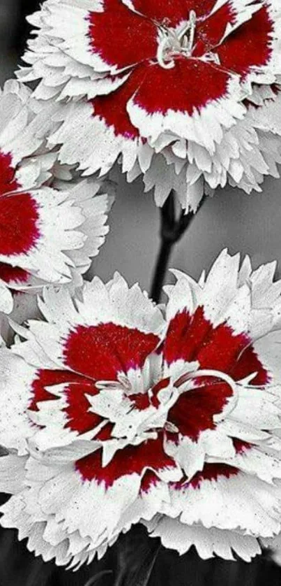 Red and white floral mobile phone wallpaper with striking contrast.