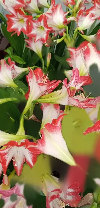 Vibrant red and white flower wallpaper for mobile.