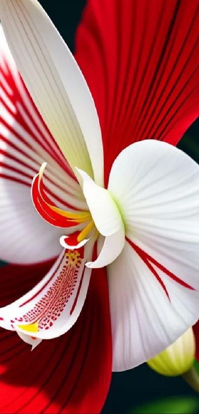 Red and white orchid in elegant bloom, showcasing detailed petals.