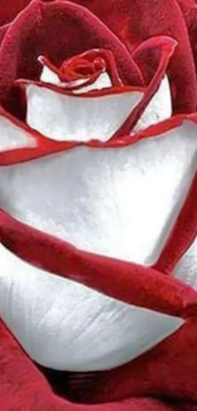 Close-up image of a red and white rose with intricate petals.