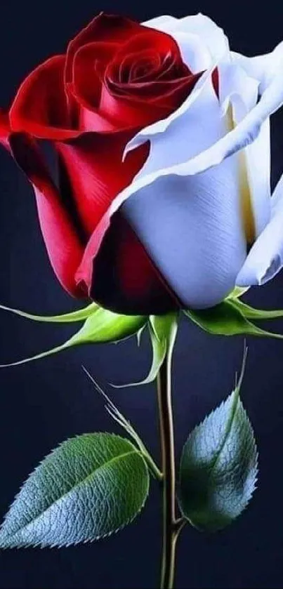 A red and white rose with green leaves on a dark background.