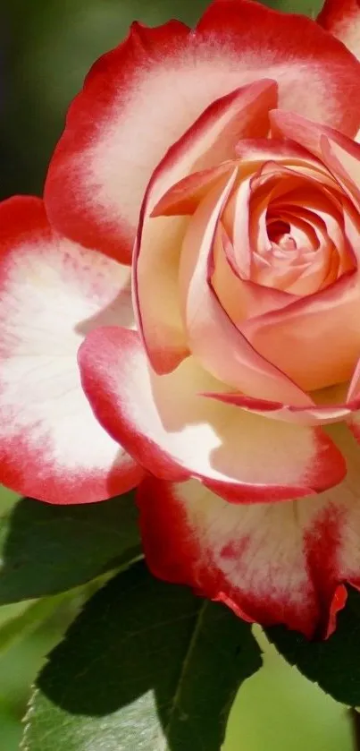 Red and white rose with elegant petals, perfect for a nature-inspired phone wallpaper.