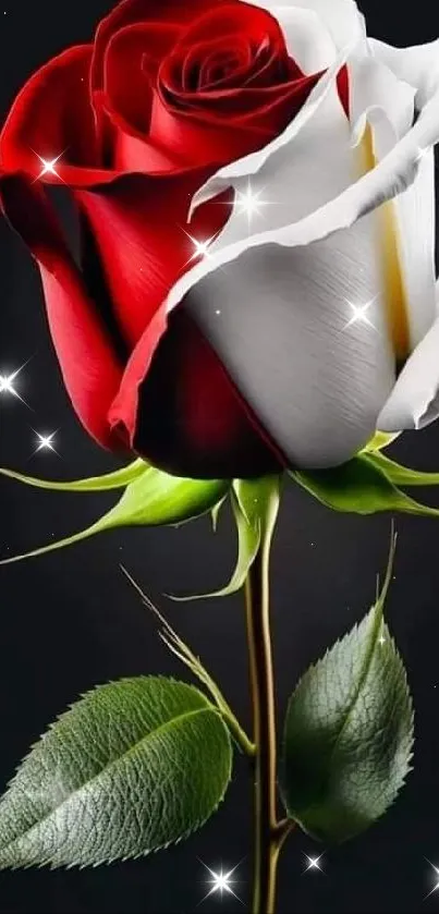 Red and white rose with green stem on black background.